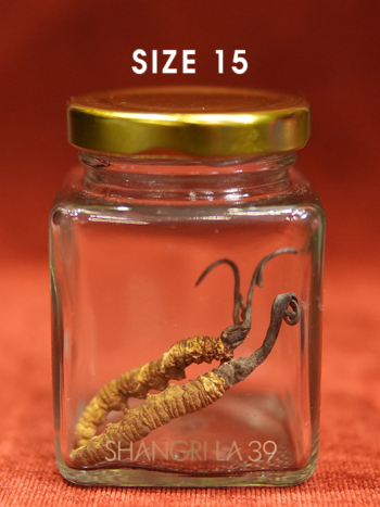Đông Trùng Size 15 Ultra VIP - 10gram